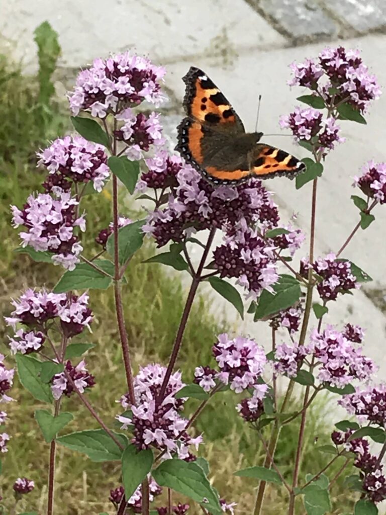 Sommerfugl på lilla blomster