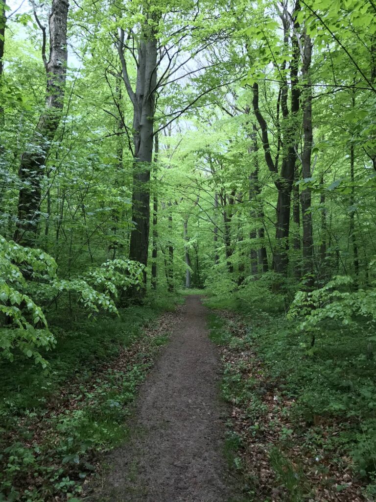 Sti i grøn skov
